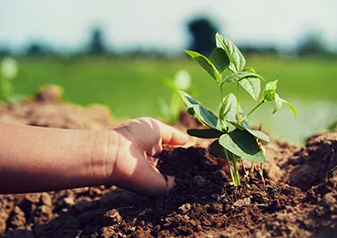 Organic Farming Student Work Experience